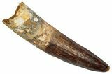 Fossil Spinosaurus Tooth - Real Dinosaur Tooth #345483-1